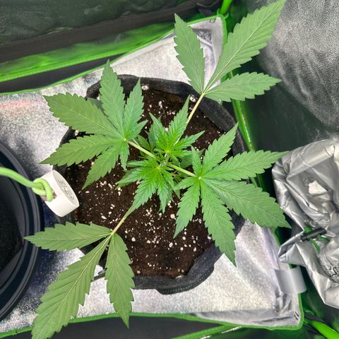 Watermelon Zkittlez Auto growlog timeline photo