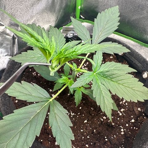 Lemon Haze Auto growlog timeline photo