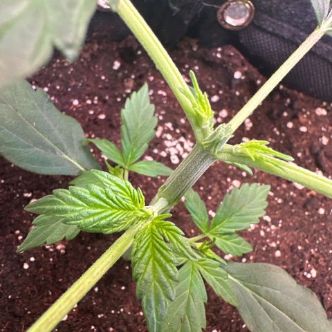 Lemon Haze Auto growlog timeline photo
