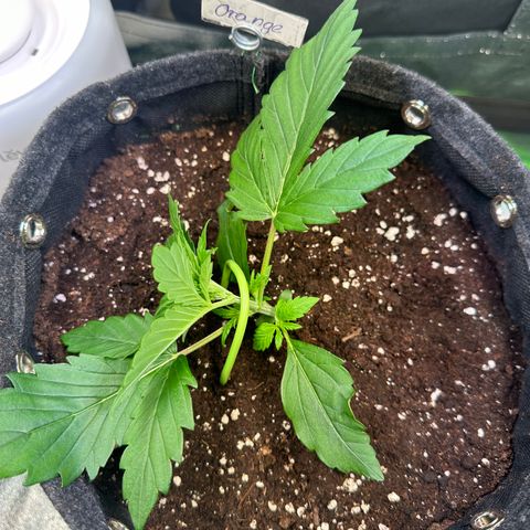 Auto Orange Bud growlog timeline photo