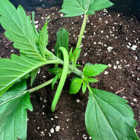 Auto Orange Bud growlog timeline photo