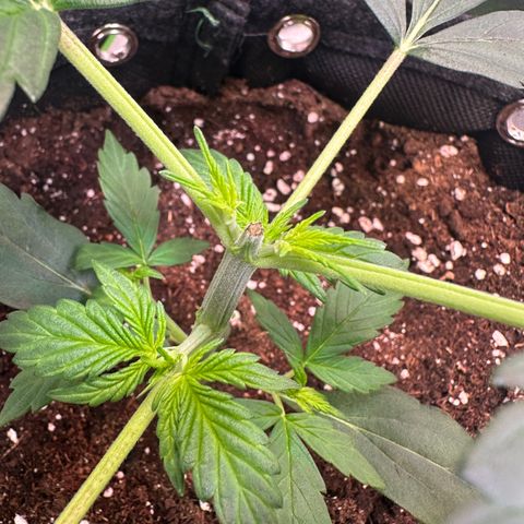 Lemon Haze Auto growlog timeline photo