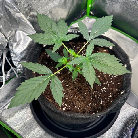 Lemon Haze Auto growlog timeline photo