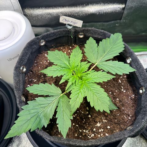 Auto Orange Bud growlog timeline photo
