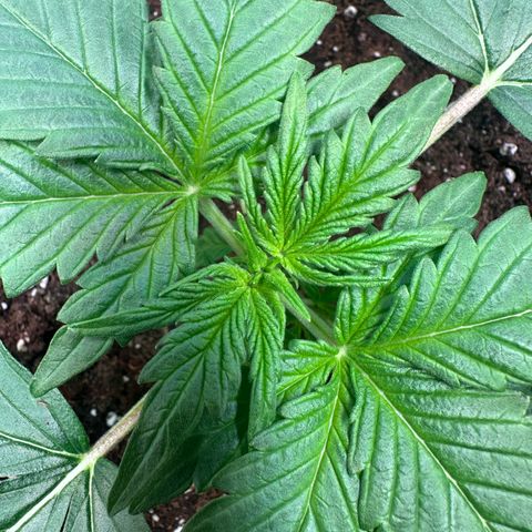 Auto Orange Bud growlog timeline photo
