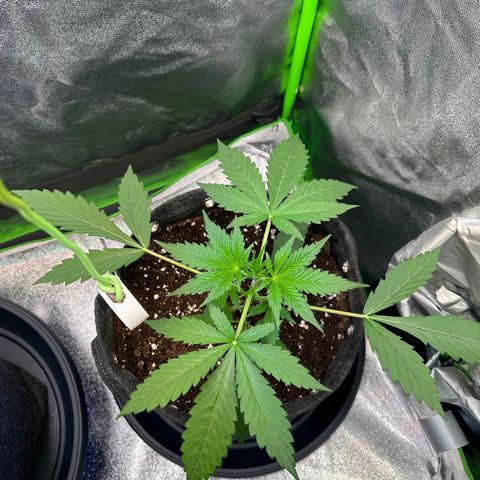 Watermelon Zkittlez Auto growlog photo: LST Anfang 