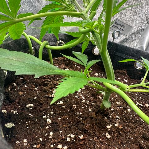 Watermelon Zkittlez Auto growlog photo: LST Anfang 