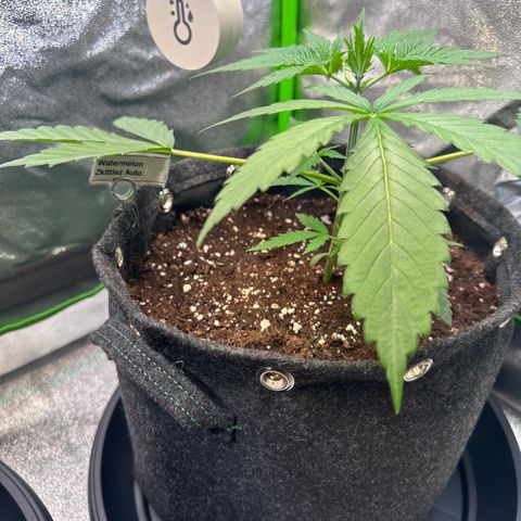 Watermelon Zkittlez Auto growlog photo: LST Anfang 