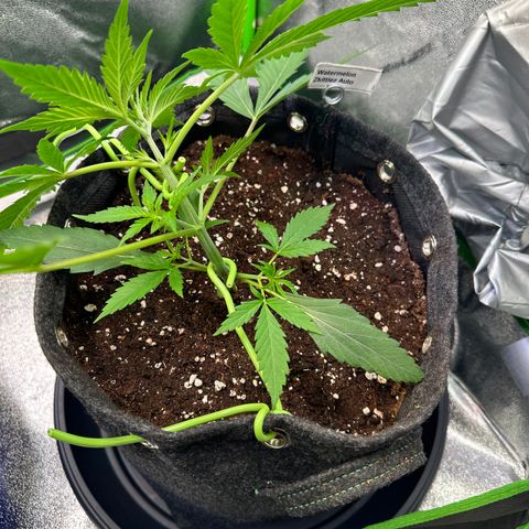 Watermelon Zkittlez Auto growlog photo: LST Anfang 