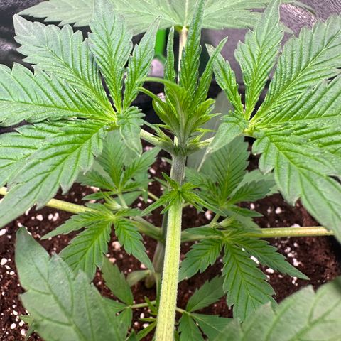 Watermelon Zkittlez Auto growlog photo: LST Anfang 