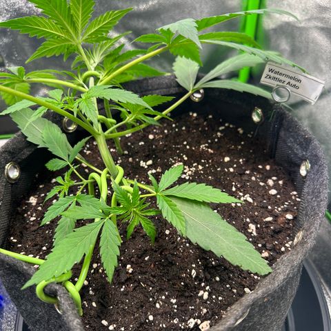Watermelon Zkittlez Auto growlog timeline photo