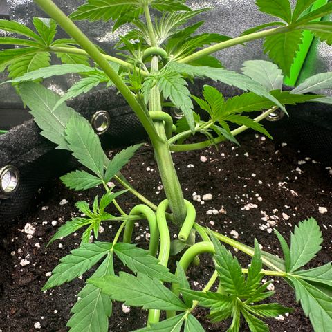Watermelon Zkittlez Auto growlog timeline photo