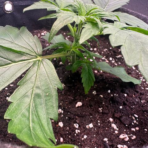 Auto Orange Bud growlog timeline photo