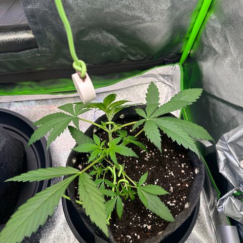 Watermelon Zkittlez Auto growlog timeline photo
