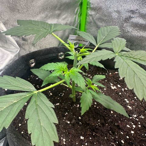 Lemon Haze Auto growlog timeline photo