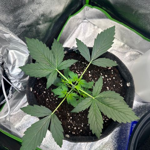 Lemon Haze Auto growlog timeline photo
