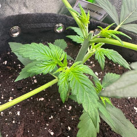 Lemon Haze Auto growlog timeline photo
