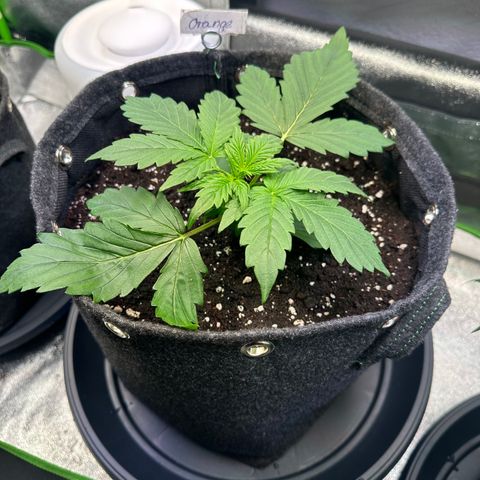 Auto Orange Bud growlog timeline photo