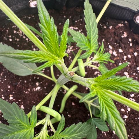 Lemon Haze Auto growlog timeline photo