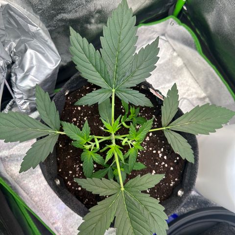 Lemon Haze Auto growlog timeline photo