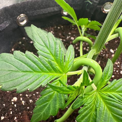 Lemon Haze Auto growlog timeline photo