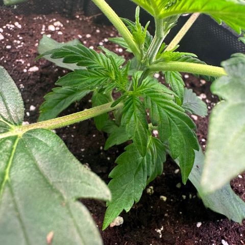 Auto Orange Bud growlog timeline photo