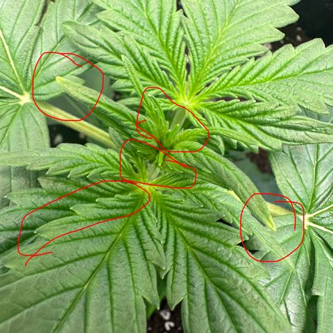 Auto Orange Bud growlog timeline photo