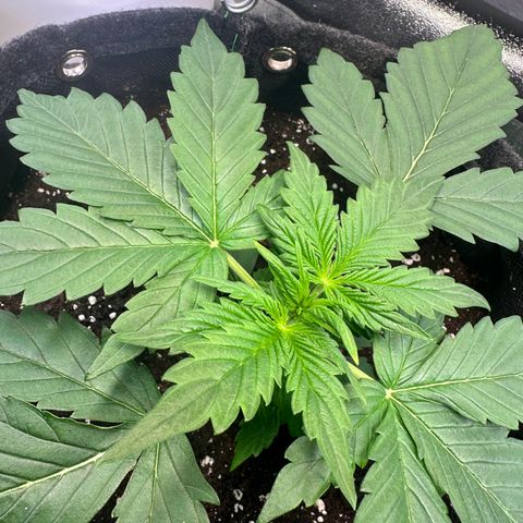 Auto Orange Bud growlog timeline photo