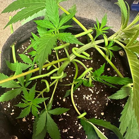 Watermelon Zkittlez Auto growlog timeline photo