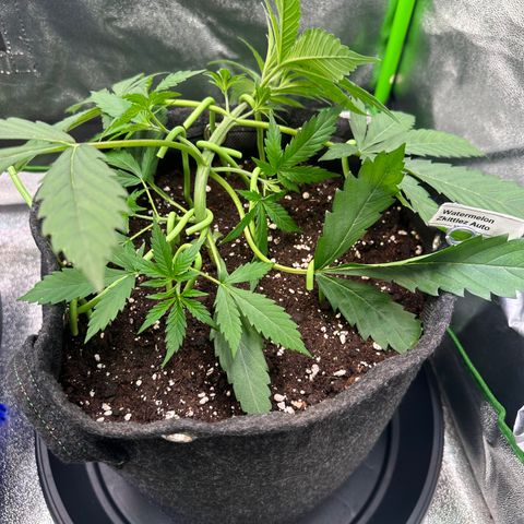 Watermelon Zkittlez Auto growlog timeline photo
