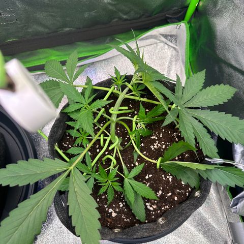 Watermelon Zkittlez Auto growlog timeline photo