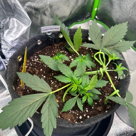 Lemon Haze Auto growlog timeline photo