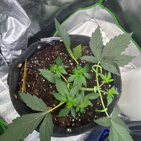 Lemon Haze Auto growlog timeline photo