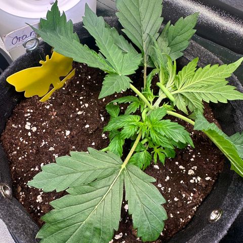 Auto Orange Bud growlog timeline photo