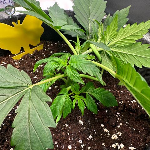 Auto Orange Bud growlog timeline photo