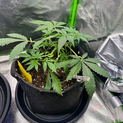 Watermelon Zkittlez Auto growlog timeline photo