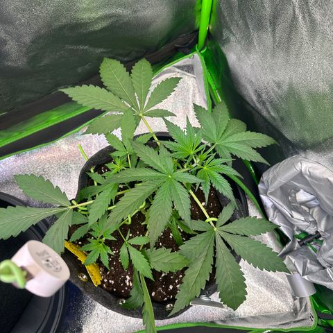 Watermelon Zkittlez Auto growlog timeline photo