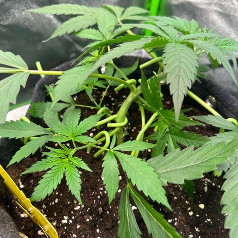 Watermelon Zkittlez Auto growlog timeline photo