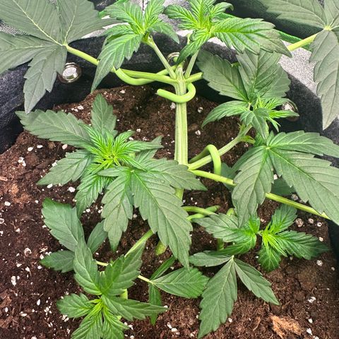 Lemon Haze Auto growlog timeline photo
