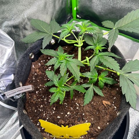 Lemon Haze Auto growlog timeline photo
