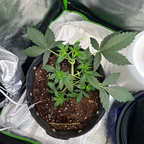 Lemon Haze Auto growlog timeline photo
