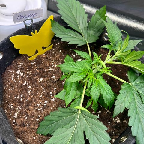 Auto Orange Bud growlog timeline photo