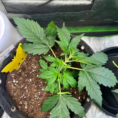 Auto Orange Bud growlog timeline photo