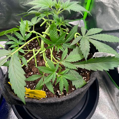 Watermelon Zkittlez Auto growlog timeline photo