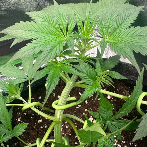 Watermelon Zkittlez Auto growlog timeline photo