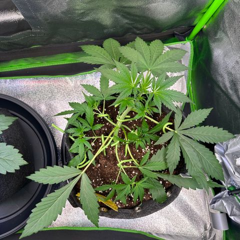 Watermelon Zkittlez Auto growlog timeline photo