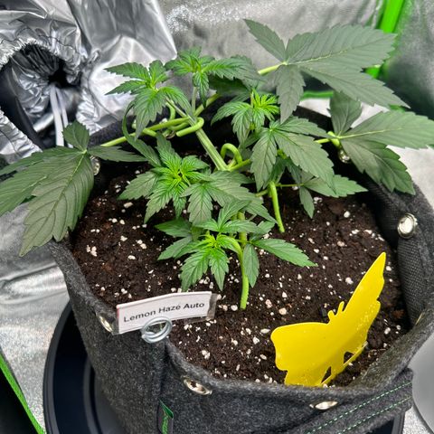 Lemon Haze Auto growlog timeline photo