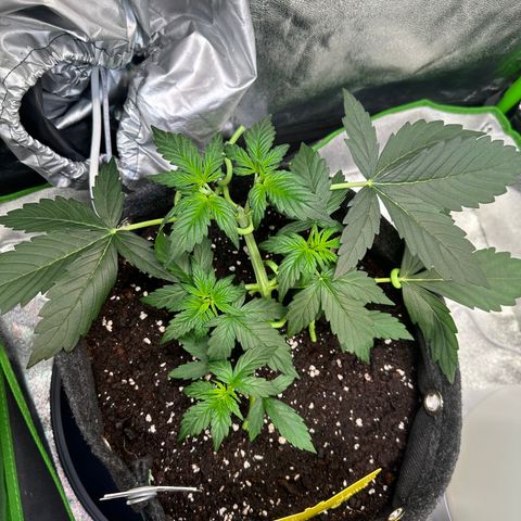Lemon Haze Auto growlog timeline photo