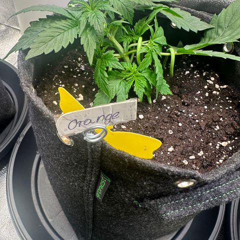 Auto Orange Bud growlog timeline photo