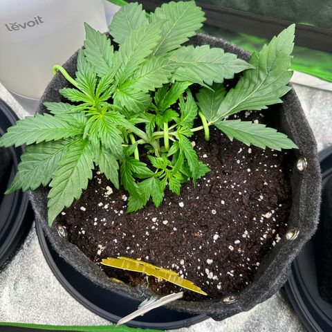 Auto Orange Bud growlog timeline photo